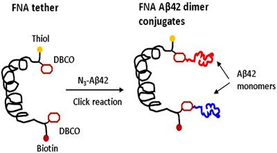 AFM Probing of Amyloid-Beta 42 Dimers and Trimers